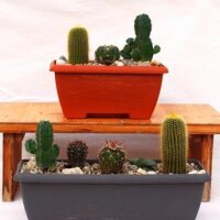 Kleine Wüstenlandschaft