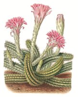 Blühende Kakteen (Buch)