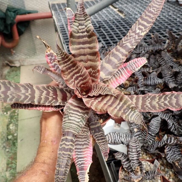 Cryptanthus fosterianus cv. Elaine