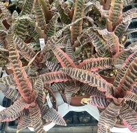 Cryptanthus fosterianus cv. Elaine