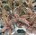 Cryptanthus fosterianus cv. Elaine