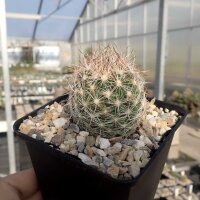 Escobaria vivipara v. neomexicana(dw)