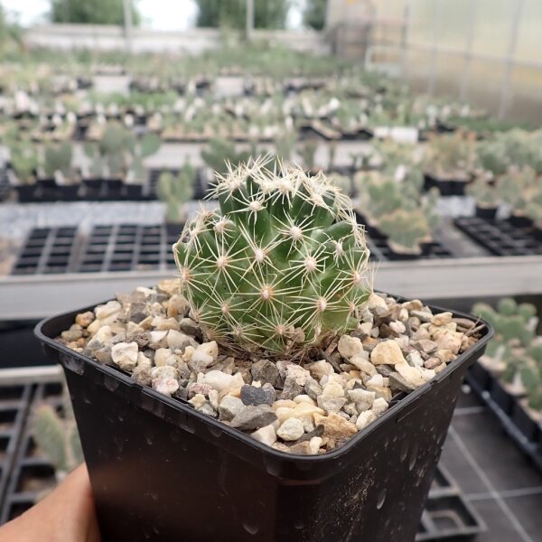 Escobaria missouriensis v. navajoensis RP 33 (dw)
