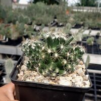 Escobaria missouriensis v. navajoensis RP 33 (dw)