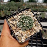 Escobaria missouriensis v. navajoensis RP 33 (dw)