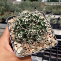 Escobaria missouriensis v. navajoensis RP 33 (dw)