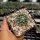 Escobaria missouriensis v. navajoensis RP 33 (dw)