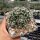 Escobaria missouriensis v. navajoensis RP 33 (dw)