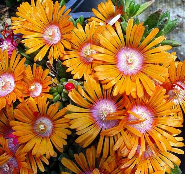 Delosperma cv. Twini (dw)