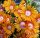 Delosperma cv. Twini (dw)