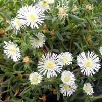 Delosperma White wonder (dw)