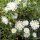 Delosperma White wonder (dw)