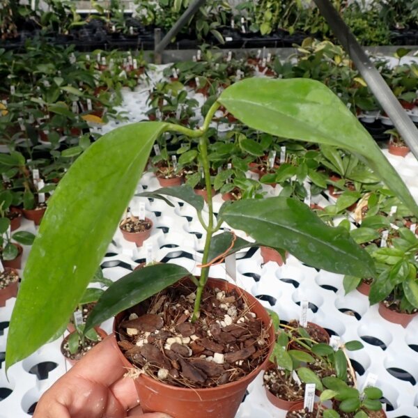 Hoya chewiorum