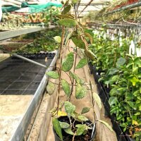 Hoya flagellata cv. Gold