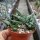 Sansevieria cylindrica cv. Mini