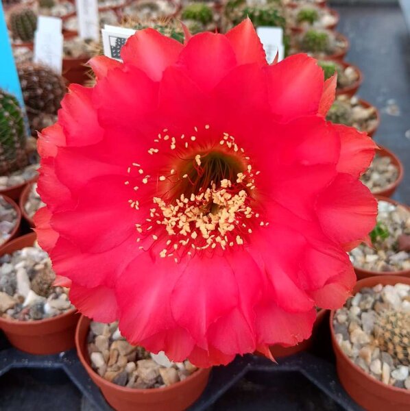 Echinopsis-Hybr. Hot Lips