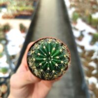 Echinopsis-Hybr. Hot Lips