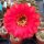 Echinopsis-Hybr. Hot Lips