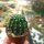 Echinopsis-Hybr. Hot Lips