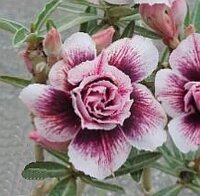 Adenium obesum Blue tears RC 617  gepfr.