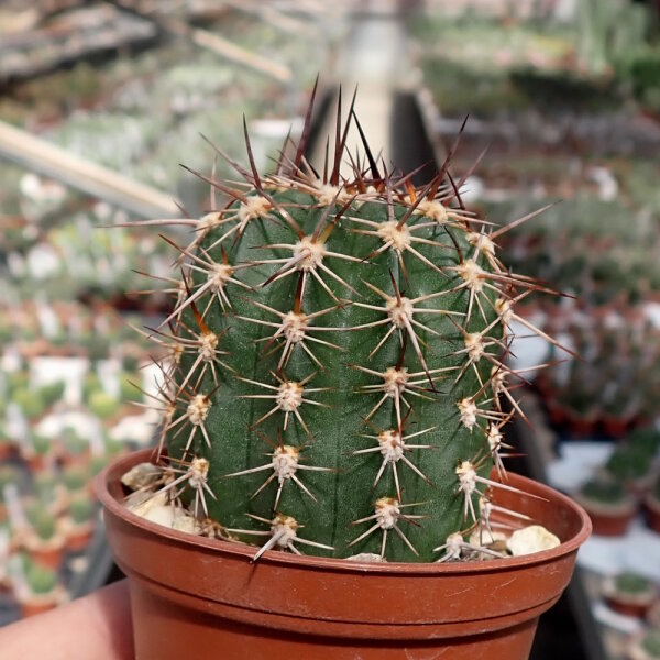 Echinopsis oxygona v. grandiflora