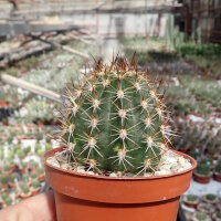 Echinopsis oxygona v. grandiflora