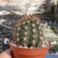 Echinopsis oxygona v. grandiflora