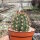 Echinopsis oxygona v. grandiflora