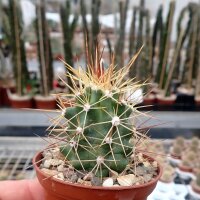 Echinocereus fasciculatus MAO 0018