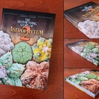 Japanese Hybrid Astrophytum