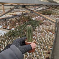 Echinocereus pectinatus ssp. rutowiorum purpur x Dosedal