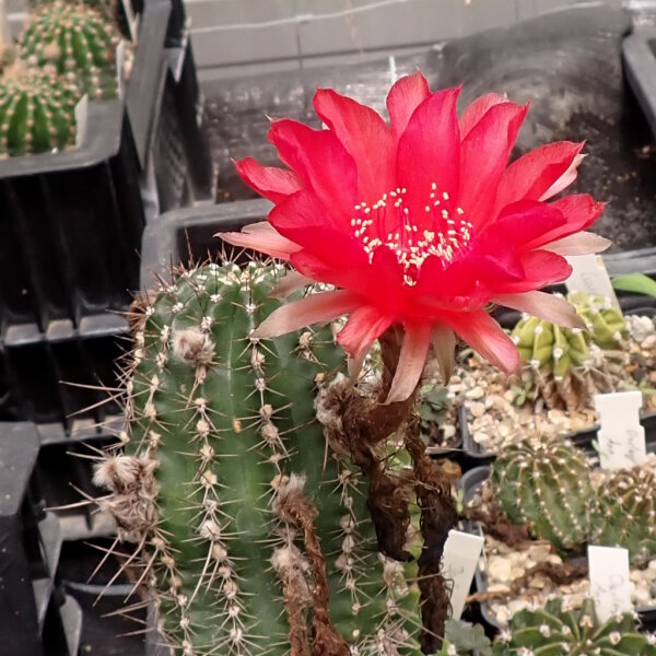 Echinopsis-Hybr. Dark Melody