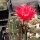 Echinopsis-Hybr. Dark Melody