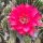 Echinopsis-Hybr. Dark Melody