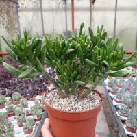 Crassula ovata cv. Hobbit XL