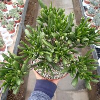 Crassula ovata cv. Hobbit XL