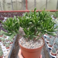 Crassula ovata cv. Hobbit XL