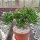 Crassula ovata cv. Hobbit XL