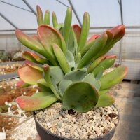 Kalanchoe luciae cv. Oricula Red