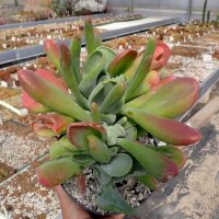 Kalanchoe luciae cv. Oricula Red