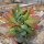 Kalanchoe luciae cv. Oricula Red