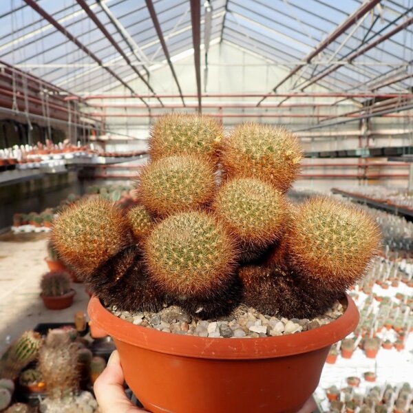 Sulcorebutia krahnii