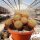 Sulcorebutia krahnii