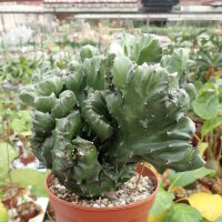 Euphorbia mayuranathani cv. Cristata
