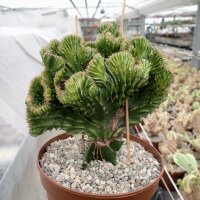 Euphorbia lactea gepfr. cristata