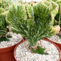 Euphorbia lactea gepfr. cristata