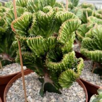 Euphorbia lactea gepfr. cristata