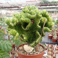 Euphorbia lactea gepfr. cristata