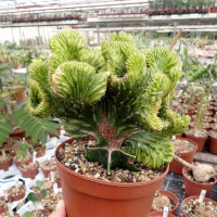 Euphorbia lactea gepfr. cristata
