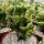 Euphorbia lactea gepfr. cristata